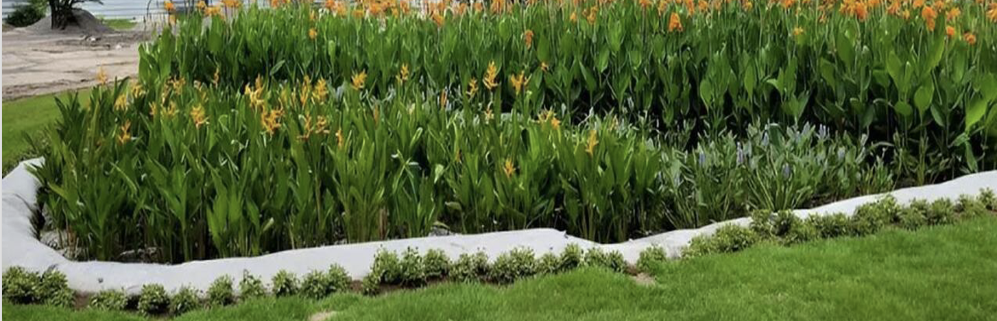 Jardim de chuva com plantas aquáticas - Exemplo de Solução Baseada na Natureza para manejo de águas pluviais