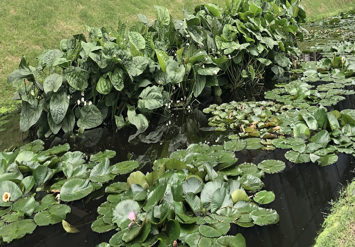 Wetland construído com plantas aquáticas - Exemplo de Solução Baseada na Natureza para tratamento de água